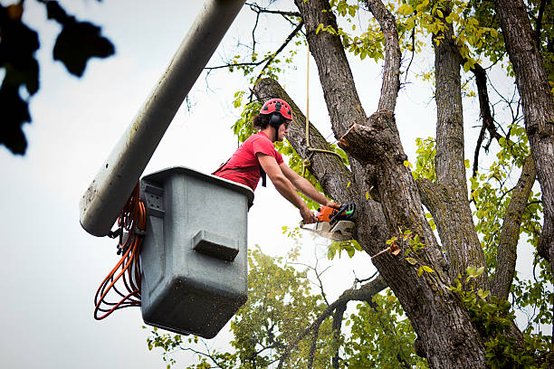 Best Tree Risk Assessment  in Lovington, NM